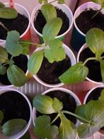 Gele courgetteplantjes - 3 voor €4,- - moestuin, Tuin en Terras, Planten | Tuinplanten, Zomer, Ophalen of Verzenden, Groenteplanten