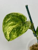 Scindapsus Jade Satin Variegata #2, Huis en Inrichting, Kamerplanten, Ophalen of Verzenden, Halfschaduw, Minder dan 100 cm