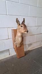 Prachtige opgezette Hertenkop!, Verzamelen, Dierenverzamelingen, Ophalen of Verzenden, Zo goed als nieuw, Opgezet dier