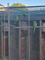 Barraband parkieten, Dieren en Toebehoren, Vogels | Parkieten en Papegaaien, Vrouwelijk, Parkiet, Geringd