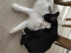 Moederkat en kitten, Dieren en Toebehoren, Katten en Kittens | Overige Katten, Poes, 0 tot 2 jaar