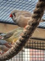 Zebravinken 2 x pop 1 x man, Meerdere dieren