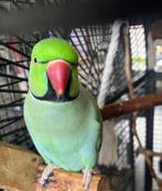 Halsbandparkiet pastelblauw bleekstaart man met dna papieren, Dieren en Toebehoren, Vogels | Parkieten en Papegaaien, Mannelijk