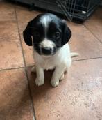 Lieve Markiesje/Kooikerhondje pups!, Nederland, Overige rassen, 8 tot 15 weken, CDV (hondenziekte)