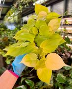 Philodendron Lemon Lime - P12, Huis en Inrichting, Kamerplanten, Ophalen of Verzenden, Halfschaduw, Minder dan 100 cm