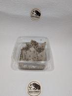 Voedseldieren vers van de kwekerij, Verzenden, Hond