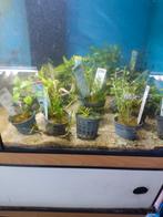 Aquarium planten die al wat langer staan 1.50 per stuk, Ophalen, Nieuw, Plant(en), Steen of Hout