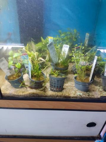 Aquarium planten die al wat langer staan 1.50 per stuk  beschikbaar voor biedingen