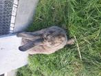 Groote duitse reus konijn, Dieren en Toebehoren, Konijnen, Vrouwelijk, Groot, 0 tot 2 jaar