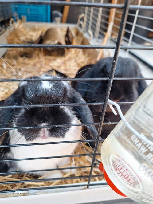 2 zusjes, Dieren en Toebehoren, Knaagdieren, Vrouwelijk, Overige typen, Voor 1 juli 2024