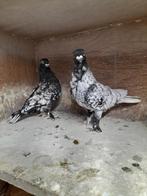 Koppel oud oosterse  meeuwen, Dieren en Toebehoren, Vogels | Overige Vogels, Meerdere dieren, Tropenvogel