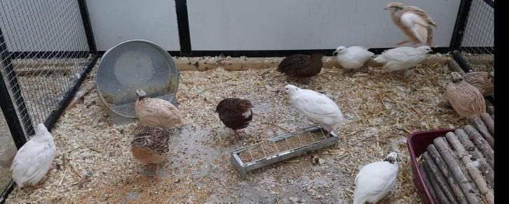 Japanse Kwartels., Dieren en Toebehoren, Vogels | Overige Vogels, Wildzangvogel, Meerdere dieren, Tam