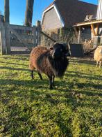 Quessant bok, Mannelijk, Schaap, 0 tot 2 jaar
