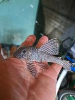 L066  King Tiger Pleco, Dieren en Toebehoren, Vissen | Aquariumvissen, Vis, Zoetwatervis