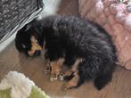 prachtige pomchi reutjes, Dieren en Toebehoren, Honden | Chihuahua's en Gezelschapshonden, CDV (hondenziekte), 8 tot 15 weken