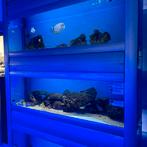 Zoutwater afdeling stopt 20% korting, Ophalen, Nieuw, Gevuld zoetwateraquarium