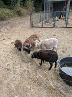 Ouwesant bokjes 2 stuks, Dieren en Toebehoren, Schapen, Geiten en Varkens, Mannelijk, Geit