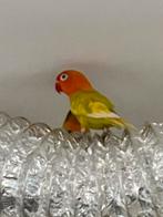 Prachtige Jonge en Hand Tamme Agapornis Dwergpapegaai, Dieren en Toebehoren, Vogels | Parkieten en Papegaaien, Meerdere dieren