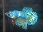 Jonge halfmoon betta, Vis