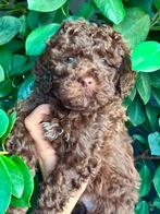 Mini labradoodle pups te koop! 💙💙 reutjes!, Dieren en Toebehoren, Honden | Chihuahua's en Gezelschapshonden, Overige rassen