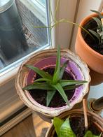 Aloe vera stek met binnenpot in leren zak/ bloempot