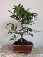 Citrus Kumquat bonsai 14 jaar, Tuin en Terras, Ophalen of Verzenden, Overige soorten, Minder dan 100 cm