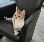 Kato is een super aanhankelijke lieve poes van 2 jaar!, Poes, Kortharig, 0 tot 2 jaar