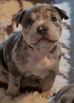 American bully pups, Overige rassen, CDV (hondenziekte), 8 tot 15 weken, Meerdere