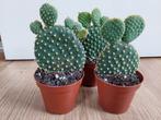 Opuntia Microdasys - Schijfcactus / Konijnenoor H: 18 cm., Ophalen, Cactus, Minder dan 100 cm, Volle zon