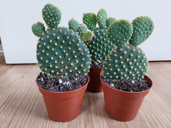 Opuntia Microdasys - Schijfcactus / Konijnenoor H: 18 cm., Huis en Inrichting, Kamerplanten, Cactus, Minder dan 100 cm, Groene kamerplant