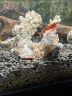 Oranje garnalen, Kreeft, Krab of Garnaal