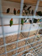 Fischeries, Meerdere dieren, Parkiet