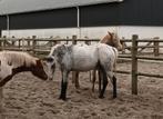 Prachtige 2 jarige appaloosa D pony merrie, Dieren en Toebehoren, Merrie