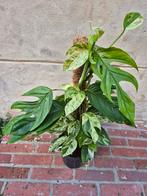 Epipremnum pinnatum Marble Variegata p17 (2), Ophalen of Verzenden, Halfschaduw, Minder dan 100 cm