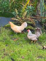 serama hennen, Dieren en Toebehoren, Pluimvee, Vrouwelijk, Kip