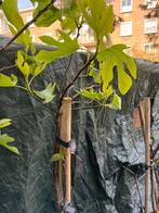 Vijgenboom Verdino 1,80 meter 4 jaar oud, Lente, Volle zon, 100 tot 250 cm, Vijgenboom