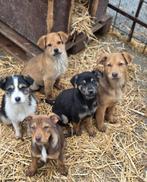 Voor een asiel honden/katten spullen gezocht, Ophalen of Verzenden, Zo goed als nieuw, Overig speelgoed