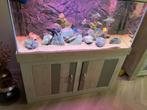 Compleet Malawi Aquarium met vissen + eikenhouten kast, Dieren en Toebehoren, Vissen | Aquariumvissen, Vis