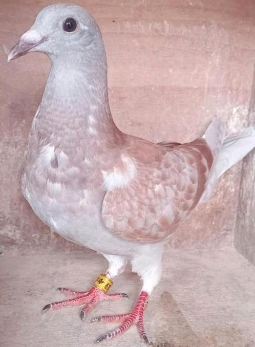 Postduif 100% Gebroeders Janssen. Schitterende Super gebouwd, Dieren en Toebehoren, Vogels | Duiven, Postduif, Vrouwelijk