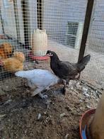 Mooi jonge kraaikop kippen te koop, Meerdere dieren, Kip