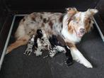 Australian Shepherd pups Raszuiver, Dieren en Toebehoren, Honden | Herdershonden en Veedrijvers, Overige rassen, 8 tot 15 weken