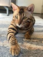 Bengaal kater, Dieren en Toebehoren, Katten en Kittens | Raskatten | Korthaar, Kater, Gechipt