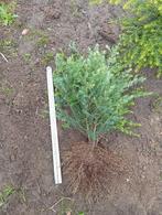 Plantgoed., Ophalen, Overige soorten, Minder dan 100 cm