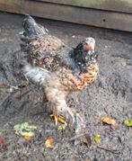 Brahma groot porselein, Dieren en Toebehoren, Pluimvee, Mannelijk, Kip