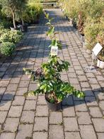 Parrotia persica in pot, Overige soorten, Lente, 100 tot 250 cm, Ophalen