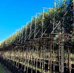 Portugese laurier leibomen in verschillende maten leverbaar, Tuin en Terras, Planten | Bomen, Ophalen of Verzenden, Halfschaduw
