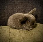 Nederlandse hangoor dwerg NHD blauw, Mannelijk, Dwerg, Hangoor, 0 tot 2 jaar