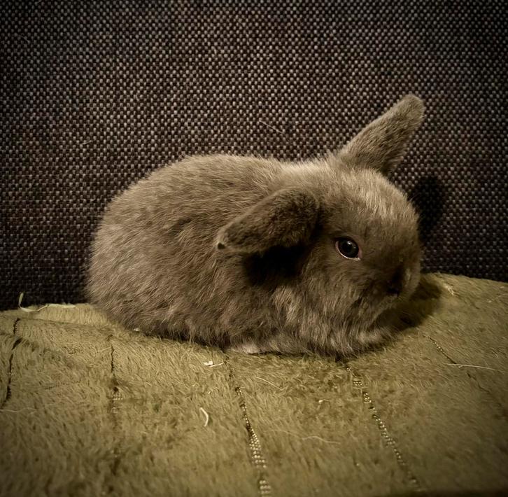 Nederlandse hangoor dwerg NHD blauw, Dieren en Toebehoren, Konijnen, Dwerg, Mannelijk, 0 tot 2 jaar, Hangoor