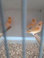 5 koppels oranje kanaries, Dieren en Toebehoren, Vogels | Kanaries, Meerdere dieren, Kleurkanarie