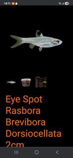 Rasbora eye spot., Dieren en Toebehoren, Vis